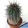 Copiapoa schultziana CH31 West of Domeyko, Chile
