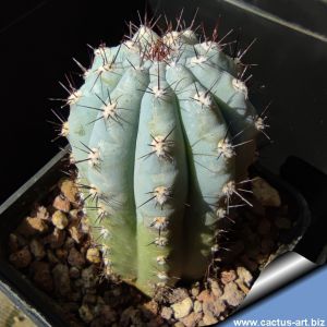 Cipocereus bradei (Rooted cutting)