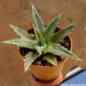 Agave victoria-reginae fa.