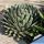 Agave victoria-reginae, pot Ø 7 cm