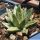 Agave victoria-reginae, pot Ø 7 cm