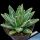 Agave victoria-reginae, pot Ø 7 cm