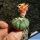 Astrophytum asterias cv. SHINSHOWA ORANGE (= SHOWA ORANGE)