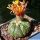 Astrophytum asterias cv. SHINSHOWA ORANGE (= SHOWA ORANGE)
