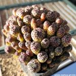 Sulcorebutia rauschii WR 289 cv. "violacidermis", Zudanez Chuquisaca, Bolivia, 2700m.