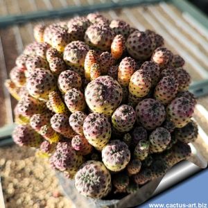 Sulcorebutia rauschii WR 289 cv. "violacidermis", Zudanez Chuquisaca, Bolivia, 2700m.