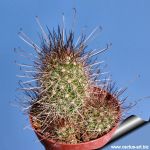 Mammillaria marittima (Syn: Cochemiea marittima)