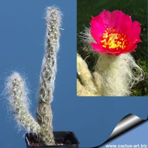 Austrocylindropuntia vestita