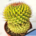 Mammillaria mystax f. variegata