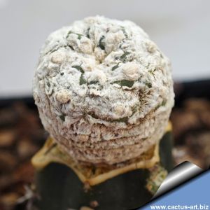 Astrophytum asterias cv. SUPERKABUTO "SNOW TYPE"