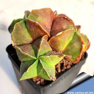 Astrophytum myriostigma cv. MAIDEN BLUSH (purple body form)