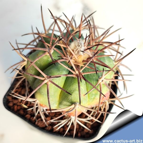 CACTUS ART NURSERY Catalogue index