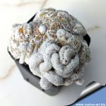 Lobivia albolanata forma cristata R585A