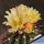 Copiapoa marginata v. bridgesii KK1399 Canaral