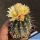 Copiapoa marginata v. bridgesii KK1399 Canaral