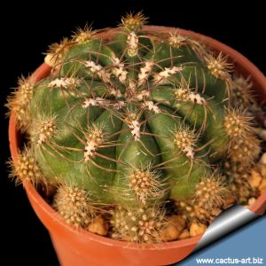 Oroya peruviana minima f. caespitosa CLONE A