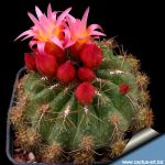 Oroya peruviana f. caespitosa