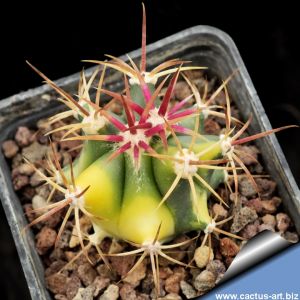 Ferocactus fordii hybrid forma variegata