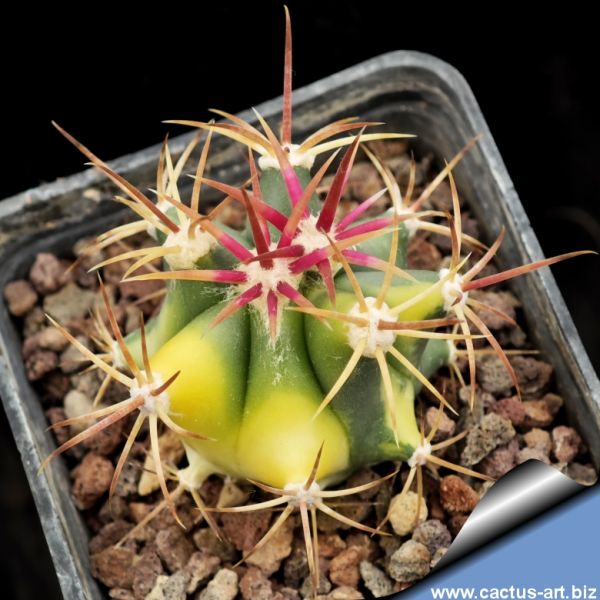 CACTUS ART NURSERY Catalogue index