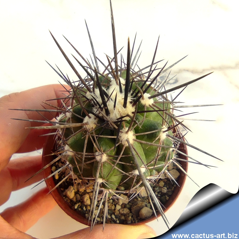 その他 Robin copiapoa x Poh  robinceramicstudio Robin copiapoa x Poh robinceramicstudio #QY43EC | eBay