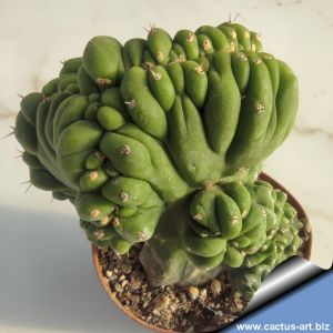 Trichocereus pachanoi f. mostruosa cristata