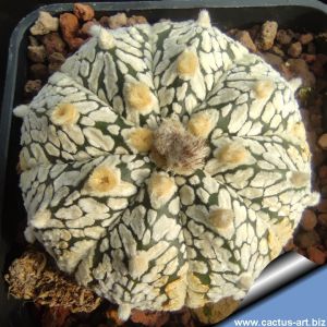Astrophytum asterias cv. SUPERKABUTO "V TYPE"