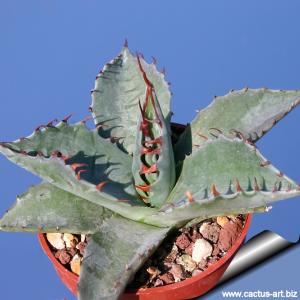 Agave parrasana
