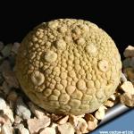 Pseudolithos migiurtinus Ø 2-3 cm