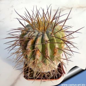 Copiapoa gigantea WM234 Paposo, Antofagasta, Chile