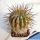 Copiapoa gigantea WM234 Paposo, Antofagasta, Chile