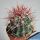 Ferocactus stainesii v. pilosus