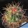 Ferocactus stainesii v. pilosus