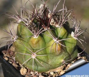 Gymnocalycium chiquitanum