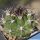 Gymnocalycium chiquitanum