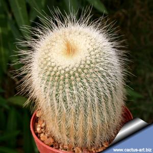 Notocactus leninghausii "albispinus"