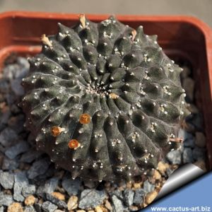 Euphorbia gymnocalycioides