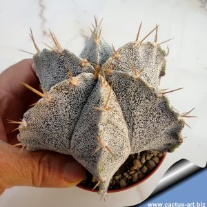 Astrophytum hybrid OR-MY (A. ornatum X A. myriostigma)