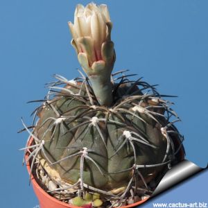 Gymnocalycium spegazzinii