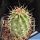 Echinocereus triglochidiatus v. subnudus HK1040 Manzano, Torrance County, New Mexico, USA