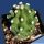 Echinocereus triglochidiatus v. inermis