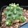 Echinocereus triglochidiatus v. inermis