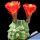 Echinocereus triglochidiatus v. inermis