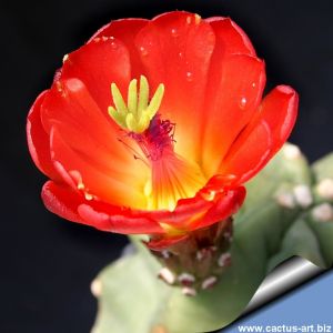 Echinocereus triglochidiatus v. inermis