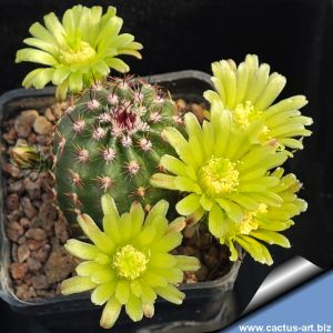 Echinocereus viridiflorus