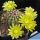 Echinocereus viridiflorus