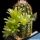 Echinocereus viridiflorus