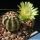 Echinocereus viridiflorus