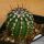 Echinocereus viridiflorus