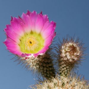 Echinocereus websterianus L098 Isla San Pedro Nolasco, Sonora, Mexico, 0-200m