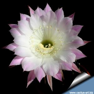 Echinopsis hybrid cv. ANASTASIA (Schick)